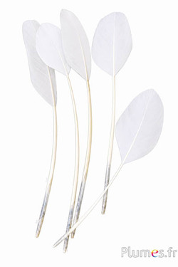 Panicule cigno seta - 25-30 cm - bianco